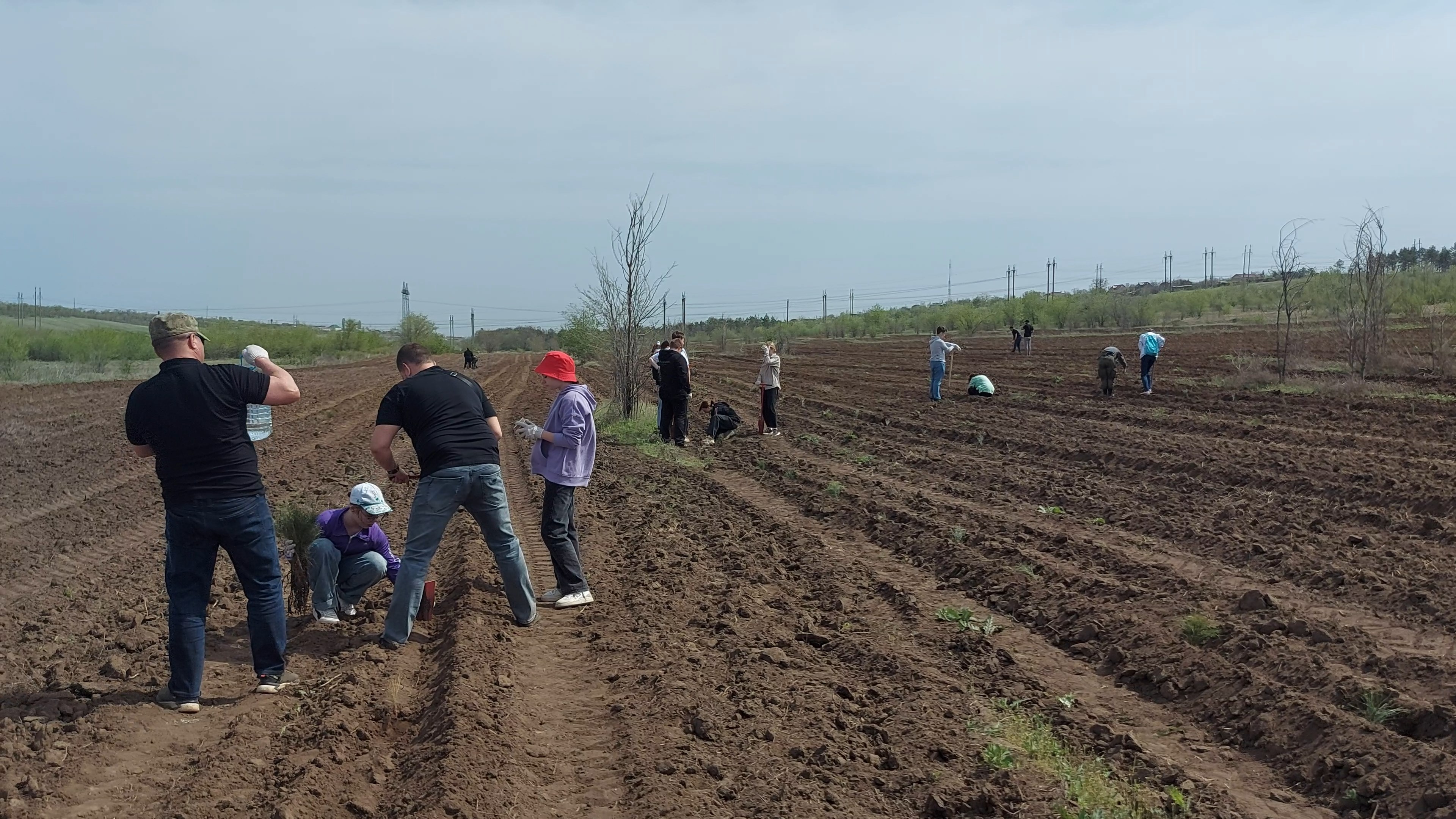 В Волгоградской области высадили почти 4 тысячи сеянцев сосны крымской